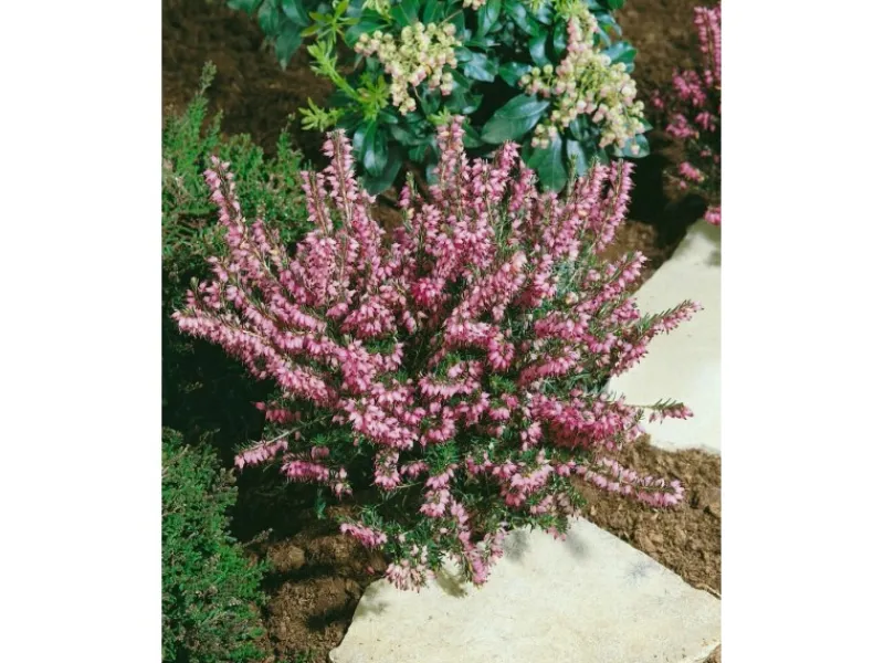 Erica Darleyensis Winterheide Rosa Ca. 11x11 cm Topf< Töpfe
