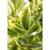 Discount Euonymus Japonicus Microphyl.Aureovar. Gelbgrün Ca. 9x9 cm Topf