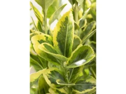 Discount Euonymus Japonicus Microphyl.Aureovar. Gelbgrün Ca. 9x9 cm Topf