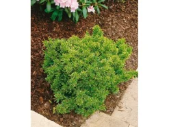 Discount Euonymus Japonicus Microphyl.Aureovar. Gelbgrün Ca. 9x9 cm Topf