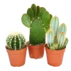 Best Exotenherz 3 Verschiedene Größere Kakteen im Set 12cm Topf ca. 15-28cm Hoch