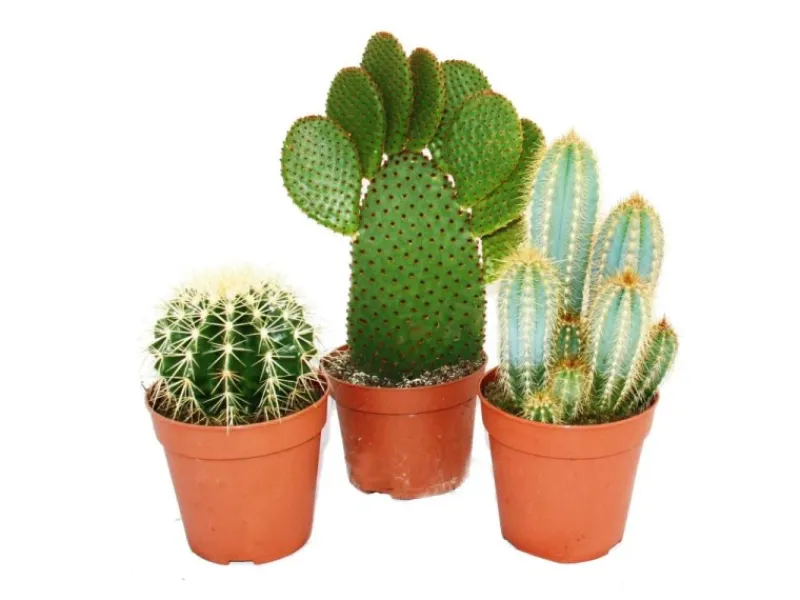 Best Exotenherz 3 Verschiedene Größere Kakteen im Set 12cm Topf ca. 15-28cm Hoch