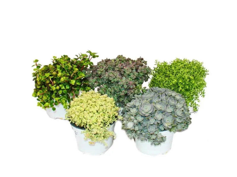 Sale Exotenherz 5 verschiedene Winterharte Sedum-Pflanzen Fetthenne Abwechslungsreiches Farbspiel