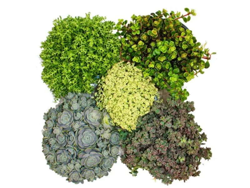 Sale Exotenherz 5 verschiedene Winterharte Sedum-Pflanzen Fetthenne Abwechslungsreiches Farbspiel