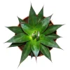 Online Exotenherz Agave Shaka Zulu 15cm Topf Sukkulente Zimmerpflanze
