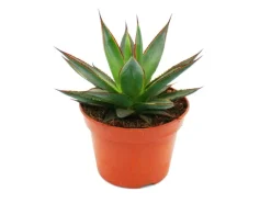 Online Exotenherz Agave Shaka Zulu 15cm Topf Sukkulente Zimmerpflanze