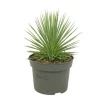 Töpfe<Exotenherz Agave Striata var. Nana Stachelsschwein Agave 12cm Topf