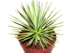 Töpfe<Exotenherz Agave Striata var. Nana Stachelsschwein Agave 12cm Topf