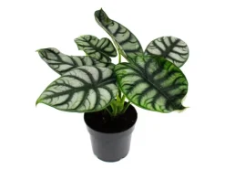 Töpfe<Exotenherz Alocasia Baginda Silver Dragon Tropenwurz Alokasie Silbernes Drachenschuppenpfeilblatt 12cm Topf