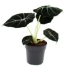 Töpfe<Exotenherz Alocasia Reginula Black Velvet Tropenwurz Alokasie Pfeilblatt 11cm Topf