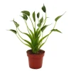 Clearance Exotenherz Alocasia Tiny Dancer Pfeilblatt Tropenwurz RARITÄT 12cm Topf