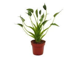 Clearance Exotenherz Alocasia Tiny Dancer Pfeilblatt Tropenwurz RARITÄT 12cm Topf