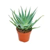 Outlet Exotenherz Aloe Aborescens im 19cm Topf