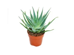 Outlet Exotenherz Aloe Aborescens im 19cm Topf