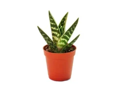 Exotenherz Aloe Variegata Tiger-Aloe Kleine Pflanze im 5,5cm Topf< Töpfe