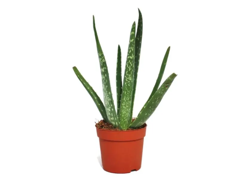 Exotenherz Aloe Vera ca. 2 Jahre Alt 10,5cm Topf< Töpfe