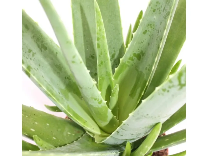 Exotenherz Aloe Vera ca. 2 Jahre Alt 10,5cm Topf< Töpfe