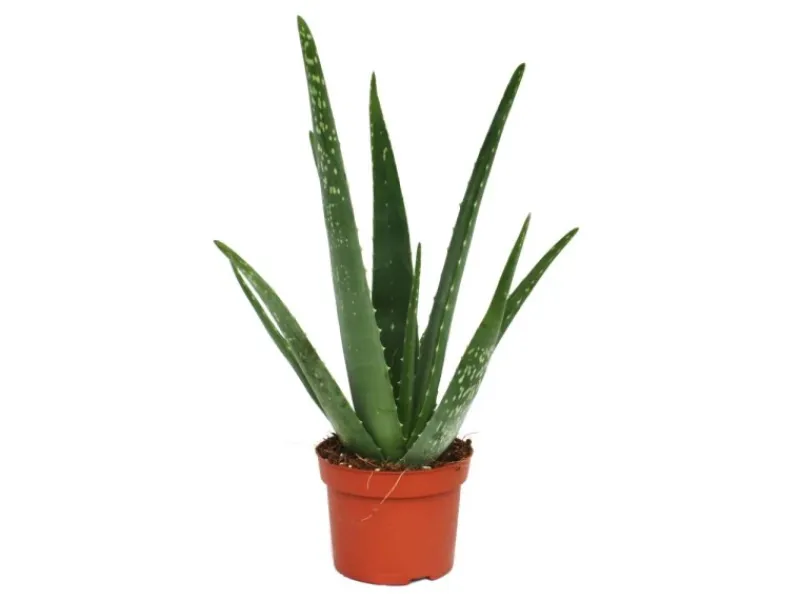 Töpfe<Exotenherz Aloe Vera ca. 3 Jahre Alt 12cm Topf