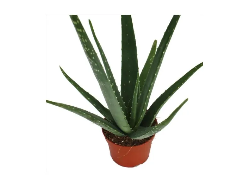 Töpfe<Exotenherz Aloe Vera ca. 3 Jahre Alt 12cm Topf