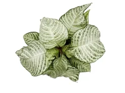 Exotenherz Aphelandra Squarrosa White Wash Glanzkölbchen 12cm Topf< Töpfe