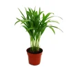 Töpfe<Exotenherz Areca Chrysalidocarpus Lutescens Goldfruchtpalme im 12cm Topf