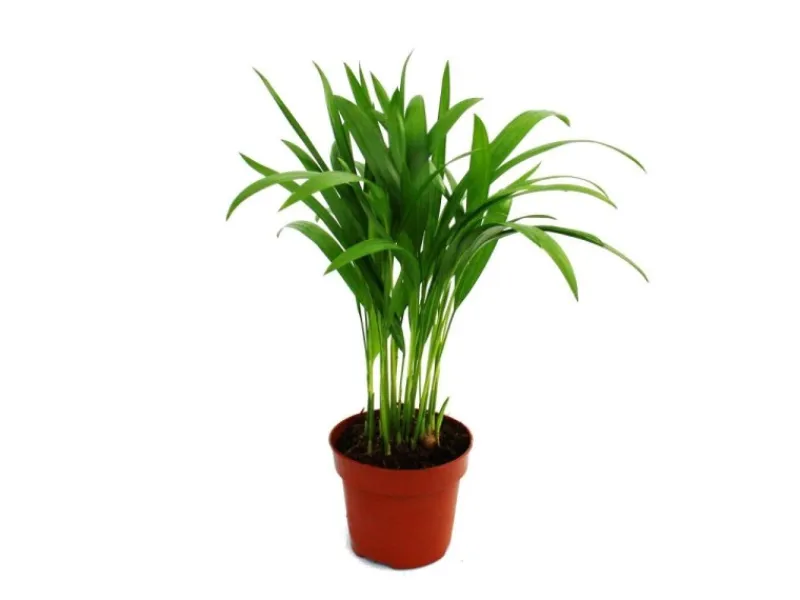 Töpfe<Exotenherz Areca Chrysalidocarpus Lutescens Goldfruchtpalme im 12cm Topf