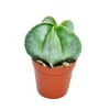 Discount Exotenherz Astrophytum Myriostigma Bischofsmütze im 5,5cm Topf