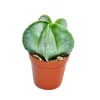 Best Exotenherz Astrophytum Myriostigma Bischofsmütze 8,5cm Topf