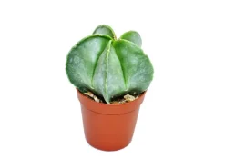 Best Exotenherz Astrophytum Myriostigma Bischofsmütze 8,5cm Topf