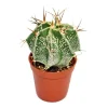 Exotenherz Astrophytum Ornatum Bischofsmütze im 5,5cm Topf< Töpfe