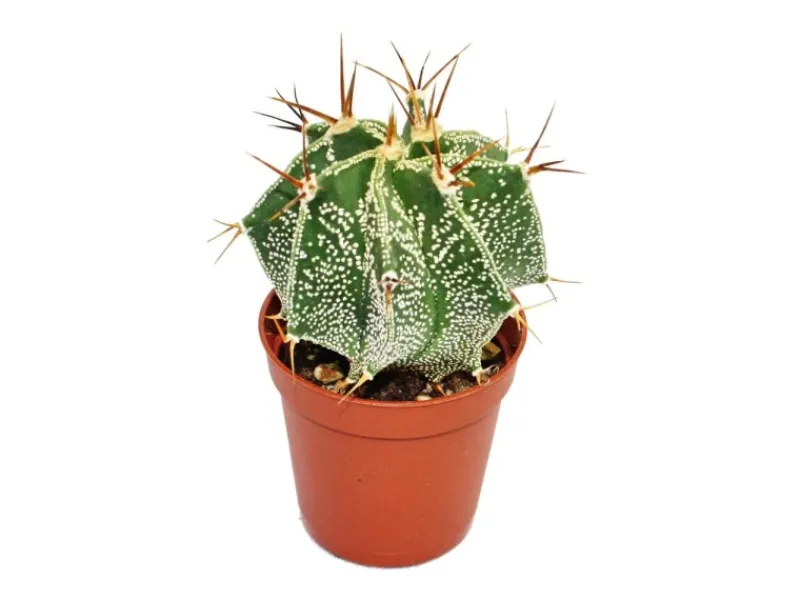 Exotenherz Astrophytum Ornatum Bischofsmütze im 5,5cm Topf< Töpfe