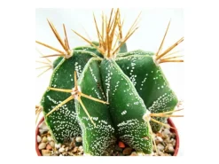 Exotenherz Astrophytum Ornatum Bischofsmütze im 5,5cm Topf< Töpfe