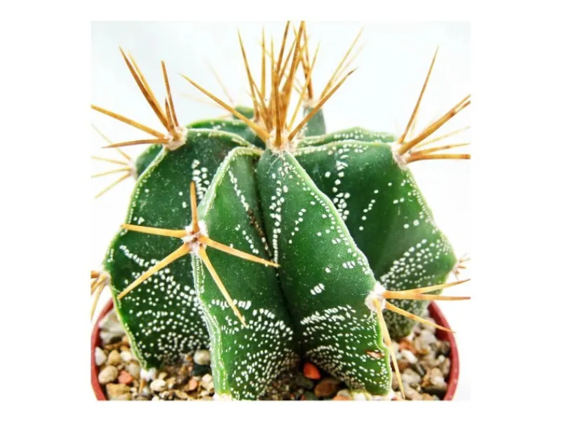 Exotenherz Astrophytum Ornatum Bischofsmütze im 5,5cm Topf< Töpfe