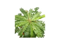 Töpfe<Exotenherz Biophytum Sensitivum Südseepalme 9cm Tontopfbewegliche Pflanze Ideal für Kinder