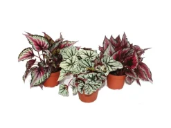 Exotenherz Blattbegonienmix Botanica 3 Pflanzen 12cm Topf< Töpfe