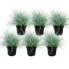 Best Exotenherz Blauschwingel-Gras Festuca Glauca Set mit 6 Pflanzen 9cm Topf
