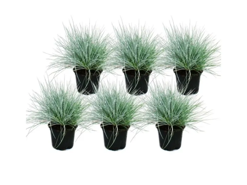 Best Exotenherz Blauschwingel-Gras Festuca Glauca Set mit 6 Pflanzen 9cm Topf
