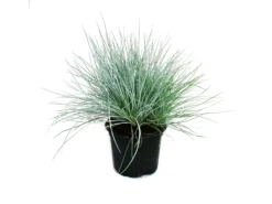 Best Exotenherz Blauschwingel-Gras Festuca Glauca Set mit 6 Pflanzen 9cm Topf