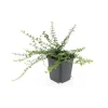 Töpfe<Exotenherz Bodendecker Kriechspindel Euonymus Fortunei Minimus 9cm Topf Set Mit 60 Pflanzen