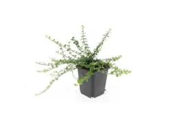 Töpfe<Exotenherz Bodendecker Kriechspindel Euonymus Fortunei Minimus 9cm Topf Set Mit 60 Pflanzen
