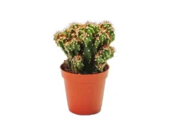 Töpfe<Exotenherz Cereus Peruvianus Monstr. Felsenkaktus im 8,5cm Topf