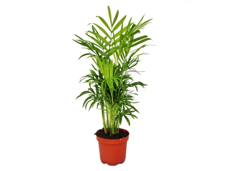 Clearance Exotenherz Chamaedorea Elegans Bergpalme 3 Pflanzen 12cm Topf