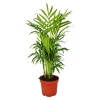 Sale Exotenherz Chamaedorea Elegans Zimmerpalme Bergpalme 12cm Topf