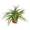 Exotenherz Chlorophytum Grünlilie Brautschleppe 9cm Topf Zimmerpflanze< Töpfe