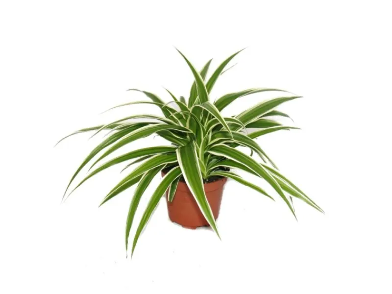 Exotenherz Chlorophytum Grünlilie Brautschleppe 9cm Topf Zimmerpflanze< Töpfe