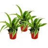 Töpfe<Exotenherz Chlorophytum Mini 3er Set Grünlilie