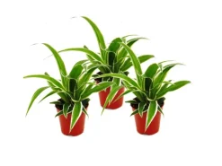 Töpfe<Exotenherz Chlorophytum Mini 3er Set Grünlilie