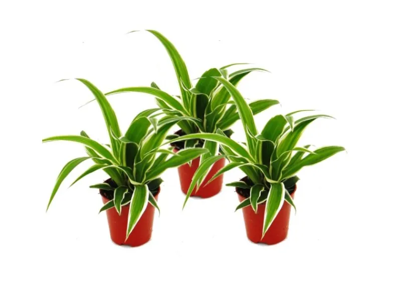 Töpfe<Exotenherz Chlorophytum Mini 3er Set Grünlilie