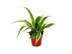 Töpfe<Exotenherz Chlorophytum Mini 3er Set Grünlilie