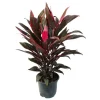 Töpfe<Exotenherz Cordyline Fruticosa Keulenlilie Rot im 19cm Topf